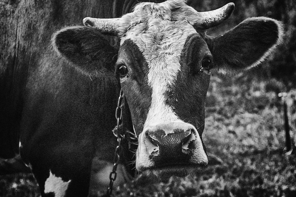 Photograph by Валентина Каширцева