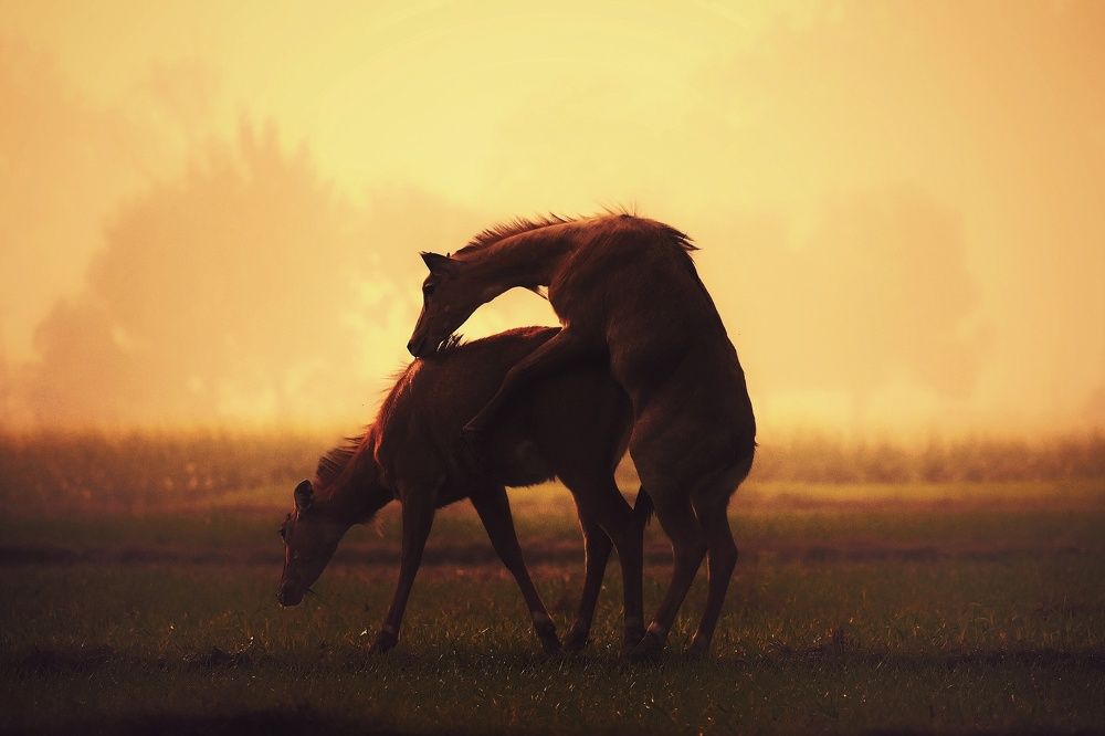 Photograph by Ankit Shrivastava