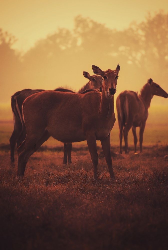 Photograph by Ankit Shrivastava