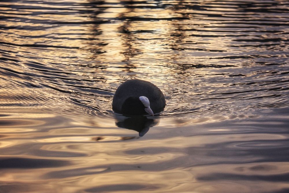 Photograph by Алексей Кроль