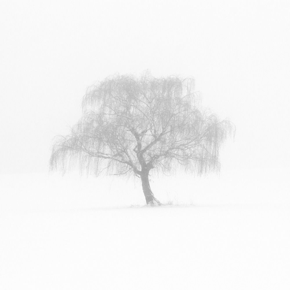 Lone Tree