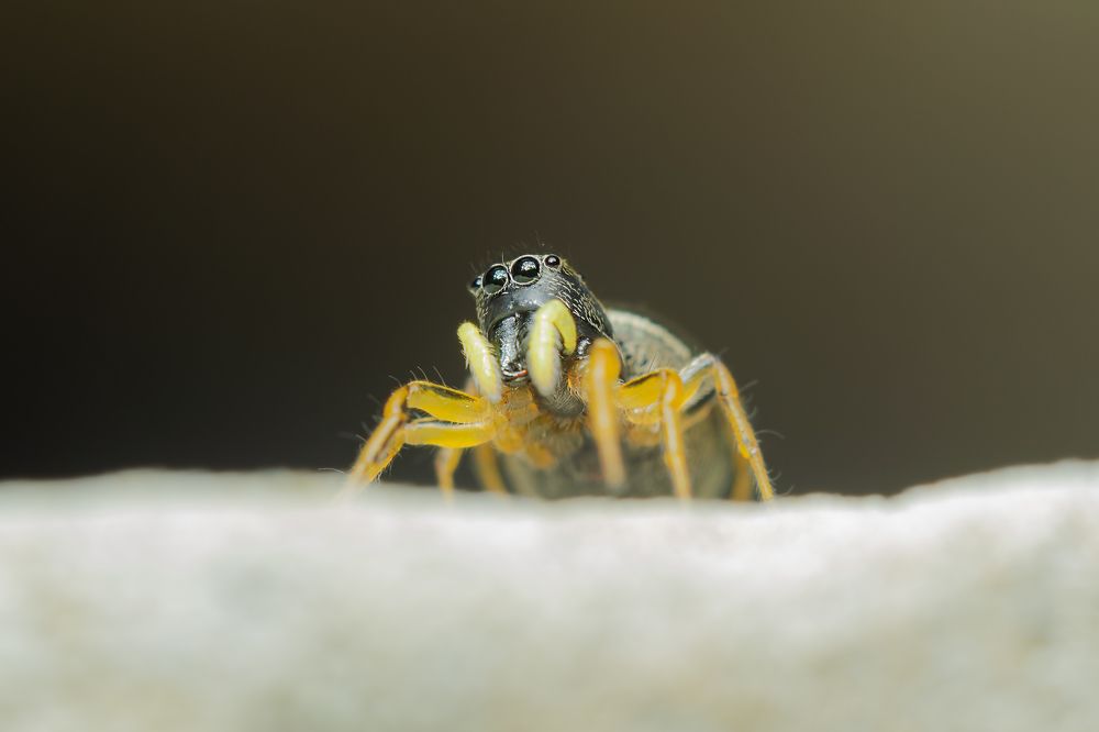 Луноход Василий