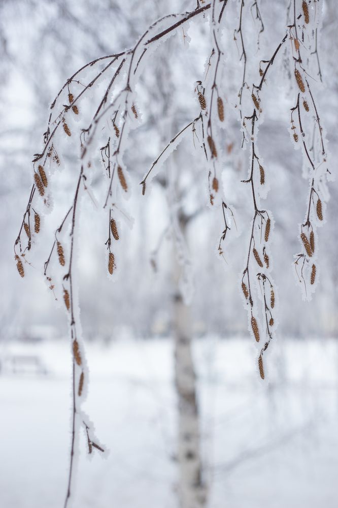 Photograph by Елена Шишова