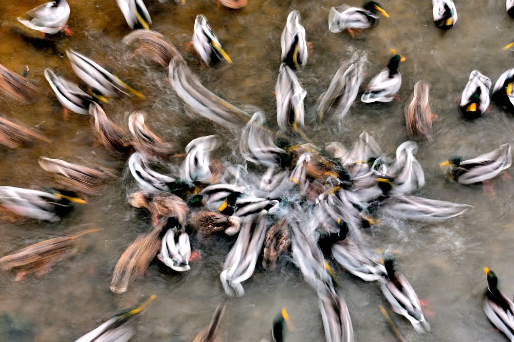 Утиный кипиш