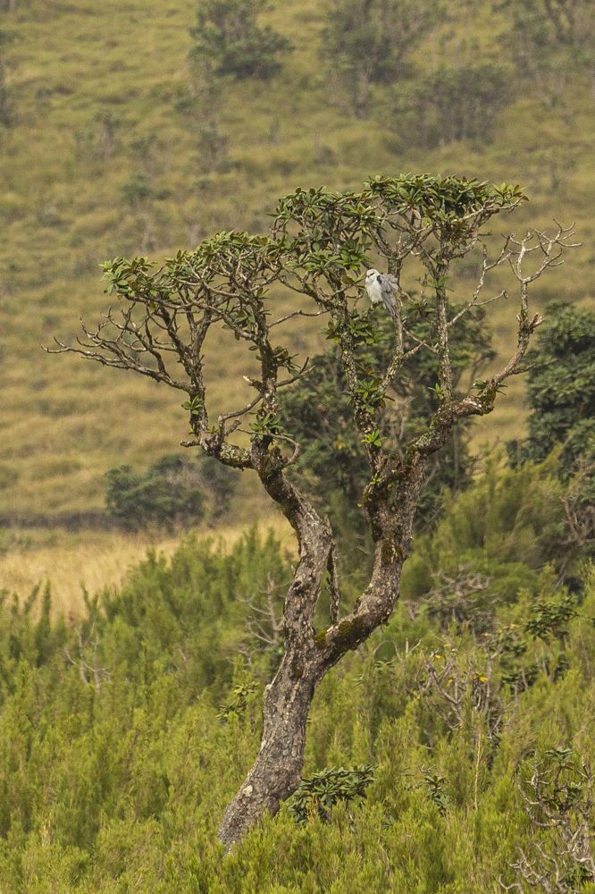 Black Winged Kite