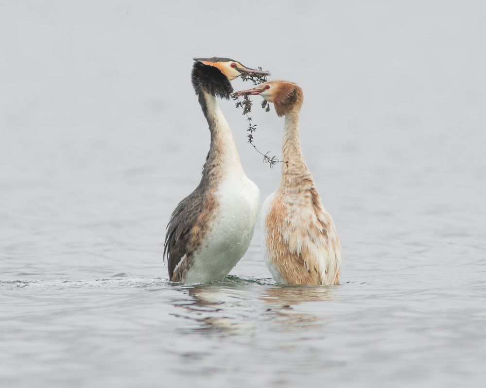 Танец с блондинкой