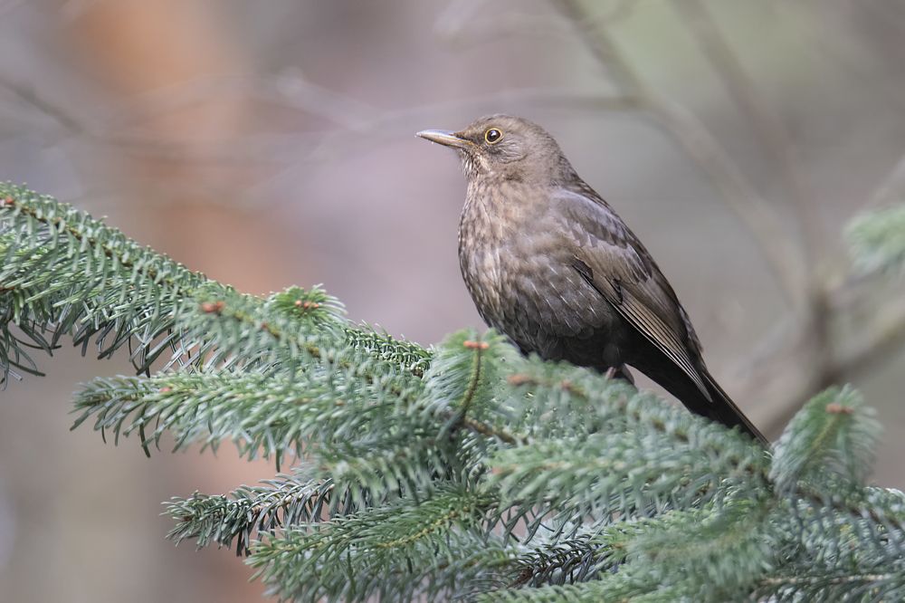 Photograph by Денис Ветренко