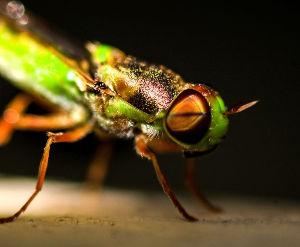 Photograph by Varun Paramashivan