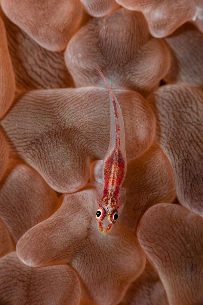 Photograph by Osama Abuassonon