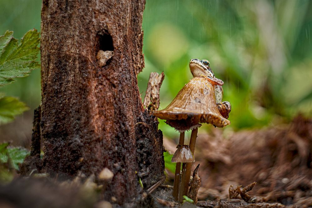 Photograph by Татьяна Александрова