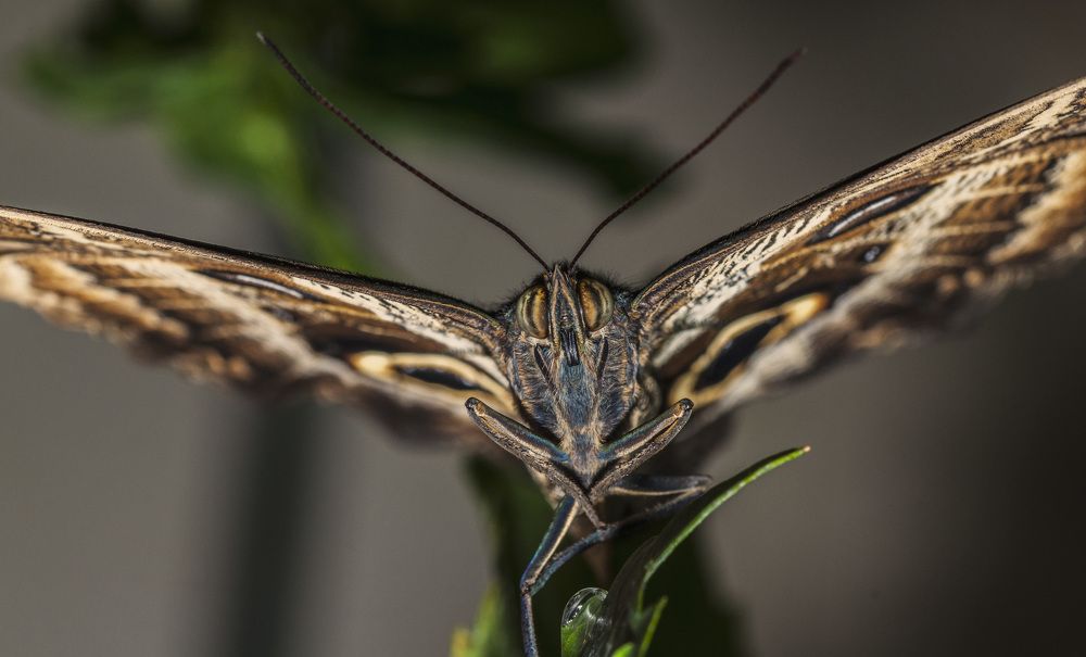 Photograph by Армашов-Тельник Григорий