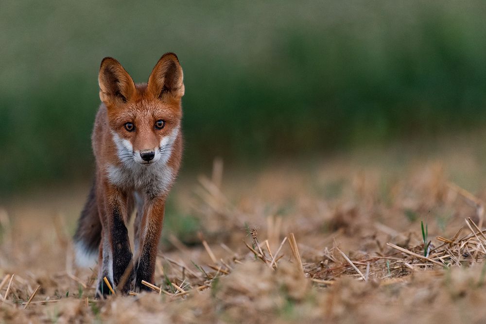 Photograph by Tomaš Smutný