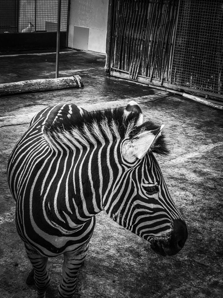 Photograph by Евгений Симион