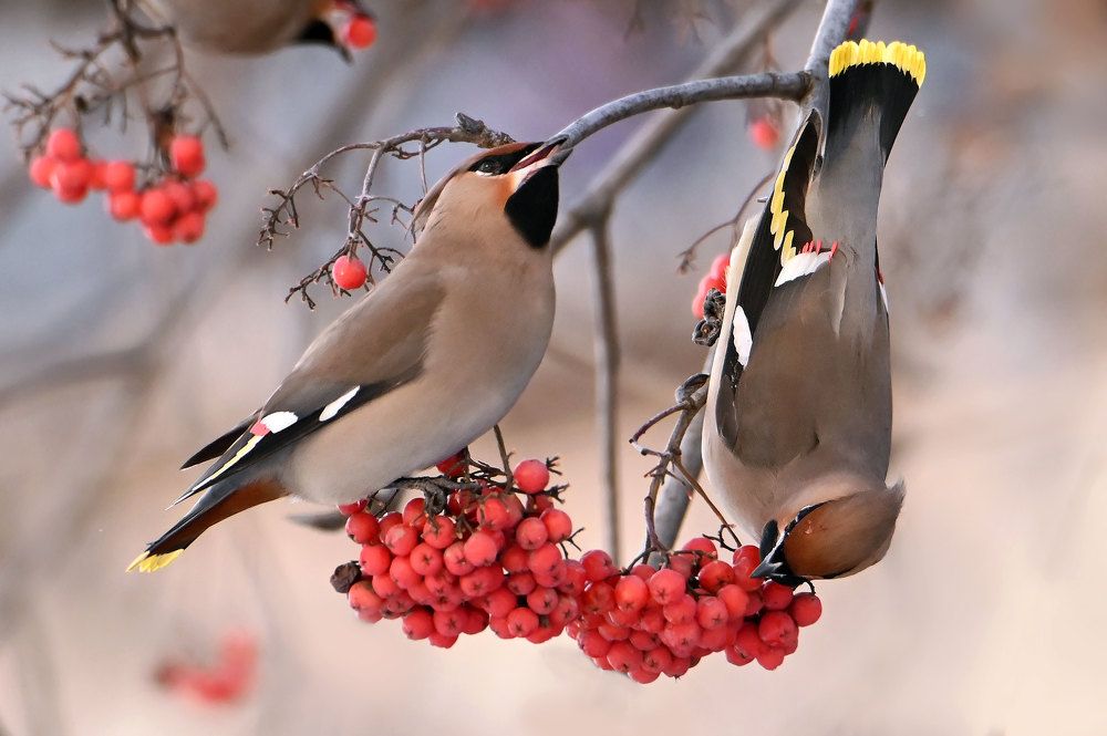 Photograph by Чернобай Анна