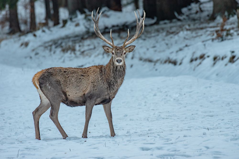 Photograph by Tomaš Smutný