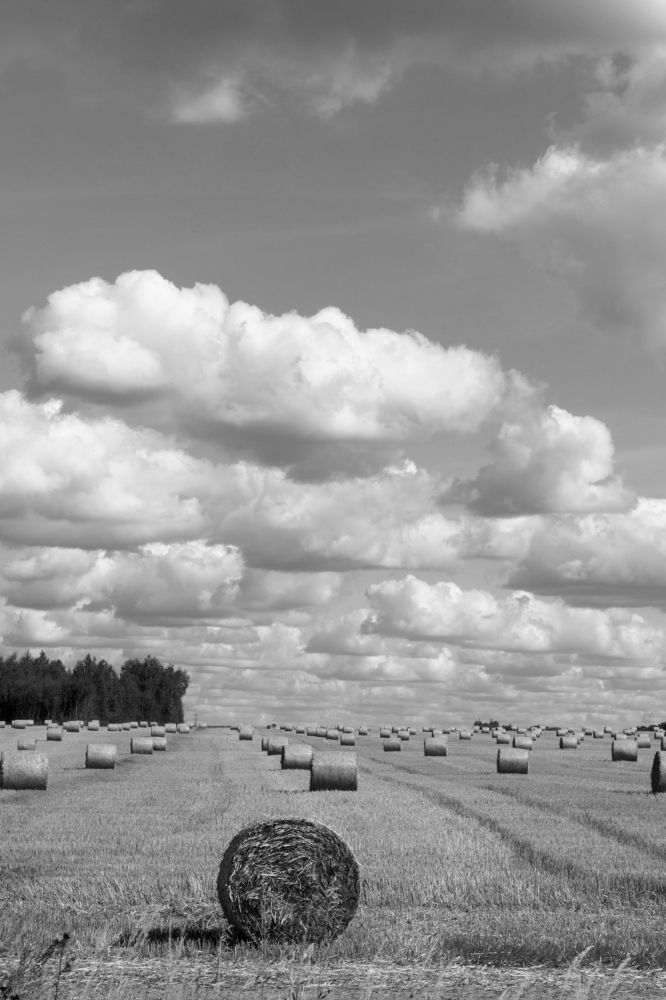 Нивы сжаты...