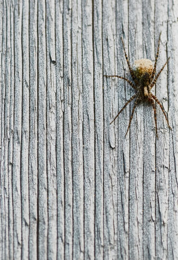 Фотография автора Святослав Романяк