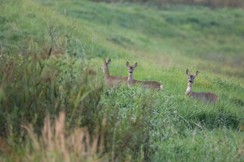 Photograph by Михаил Косяк