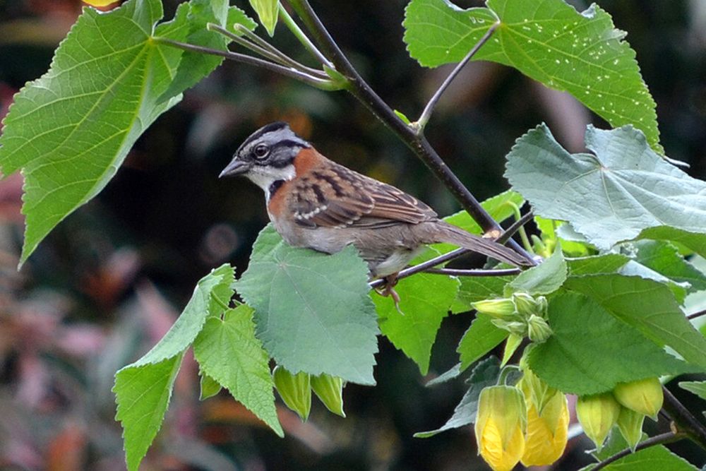 Photograph by Luis Miguel Báez Díaz