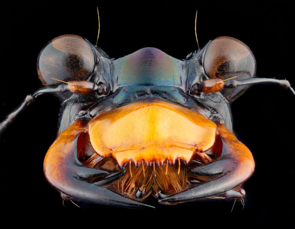 Photograph by Walter Ferrari