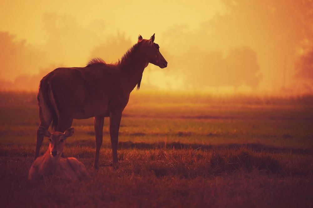 Photograph by Ankit Shrivastava