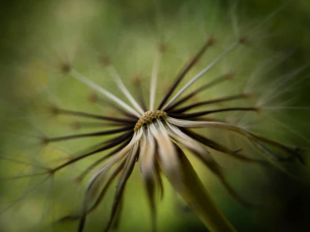 Photograph by Ali Reza Sanaei