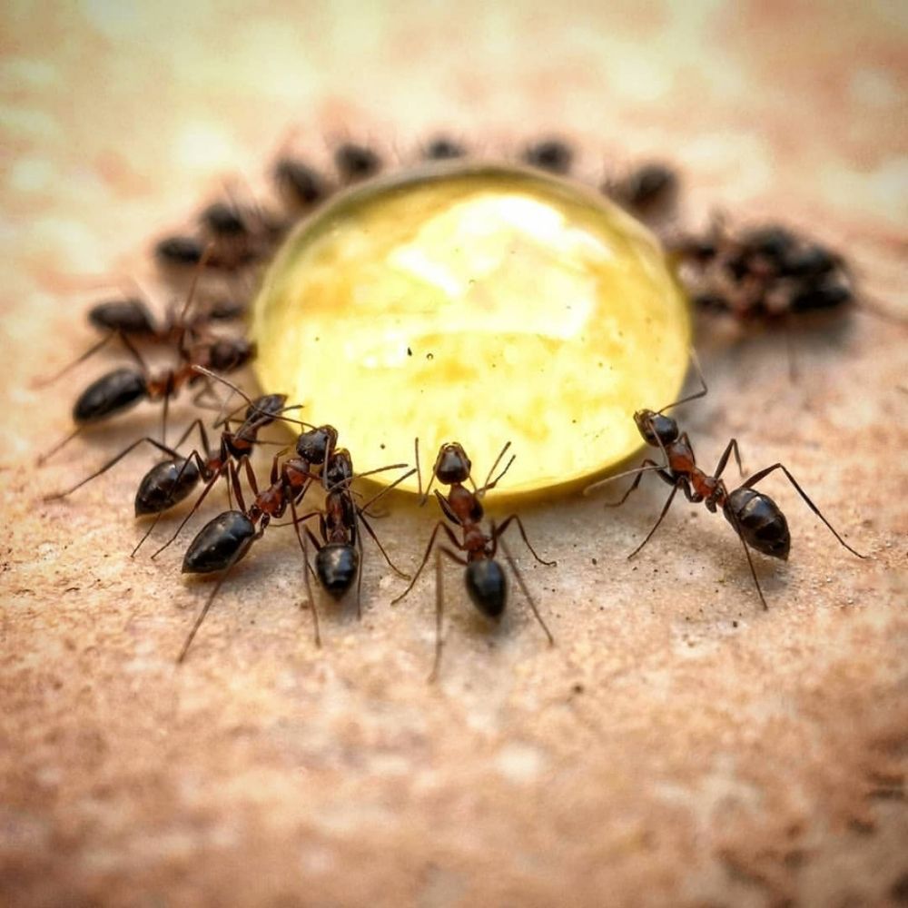 Photograph by Ali Reza Sanaei