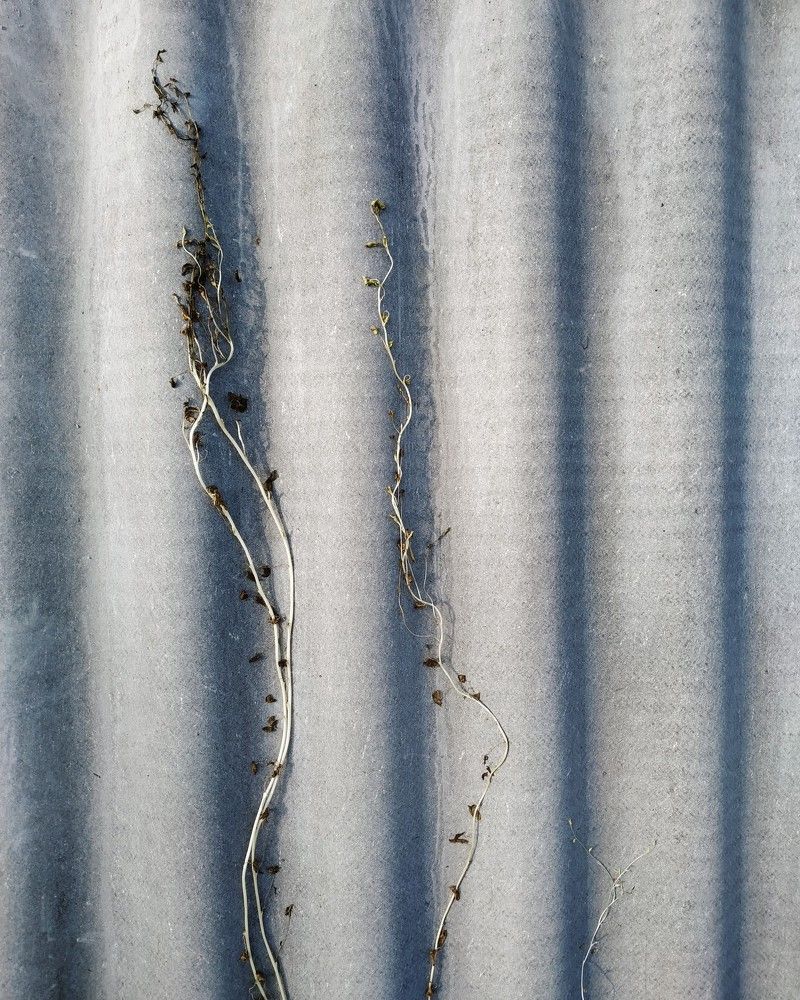 Жизнь вопреки