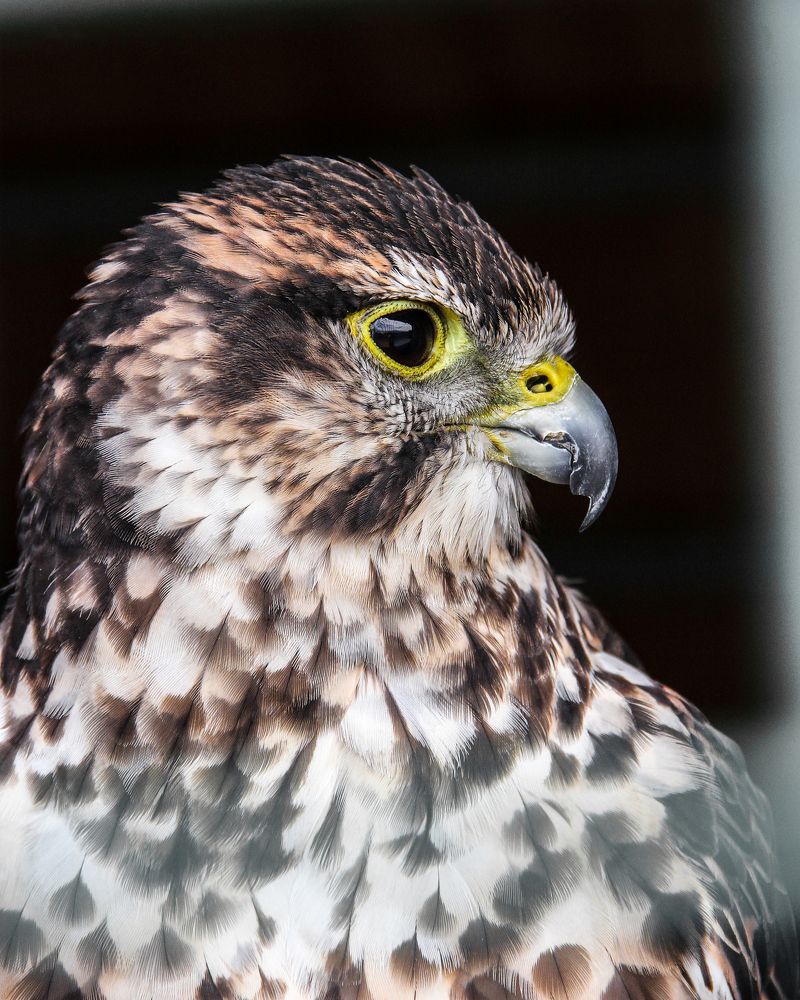 Photograph by Timur Korotkov