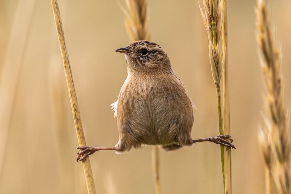 Wren Doing Yoga