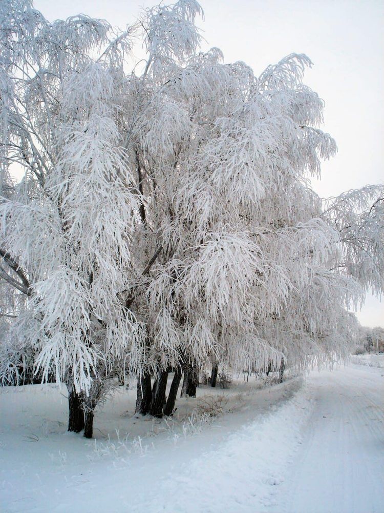 Зимняя сказка