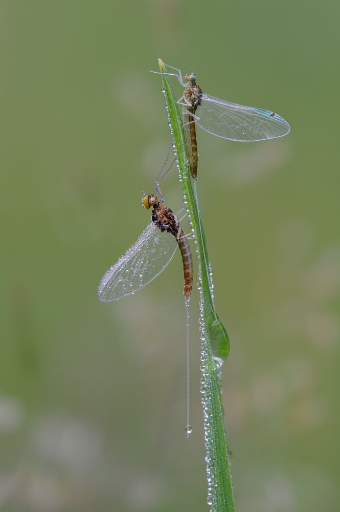 Белые росы.