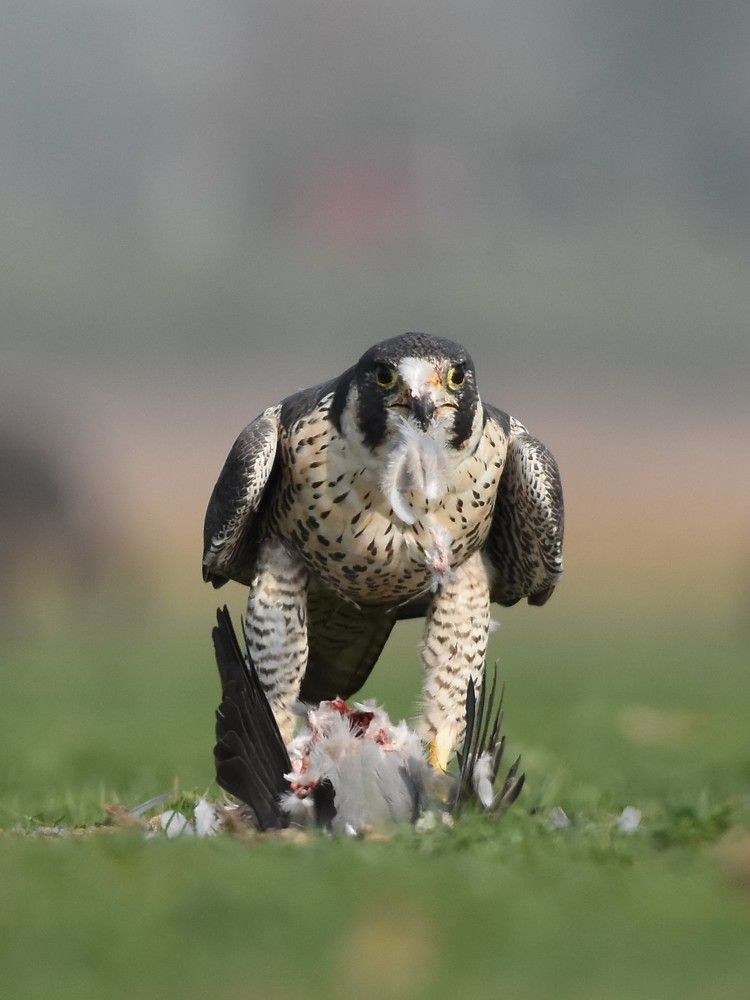 Peregrine Falcon