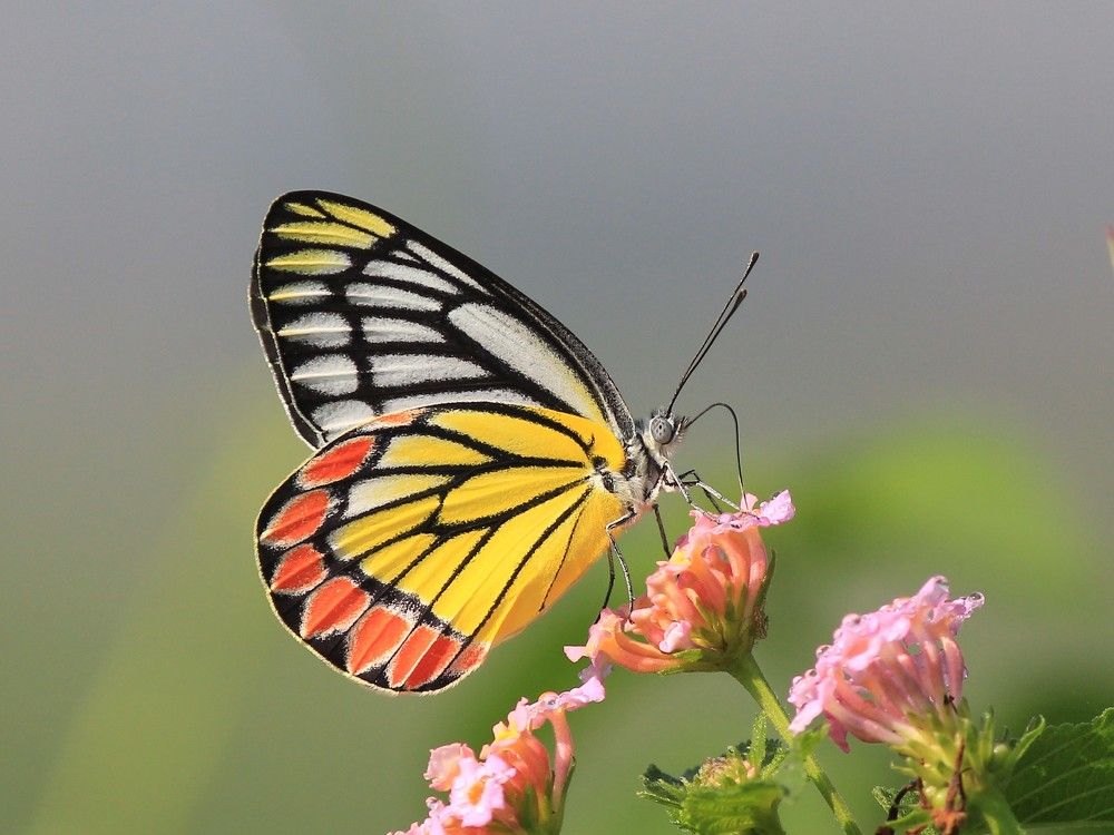 Фотография автора Sourav Mookherjee