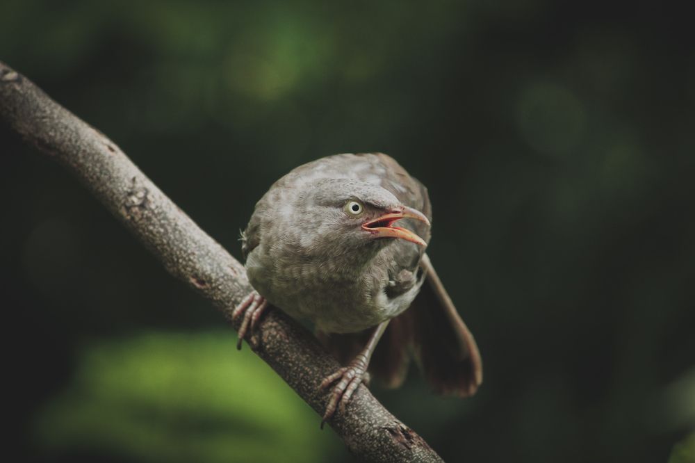 Photograph by Aditya Darmwal