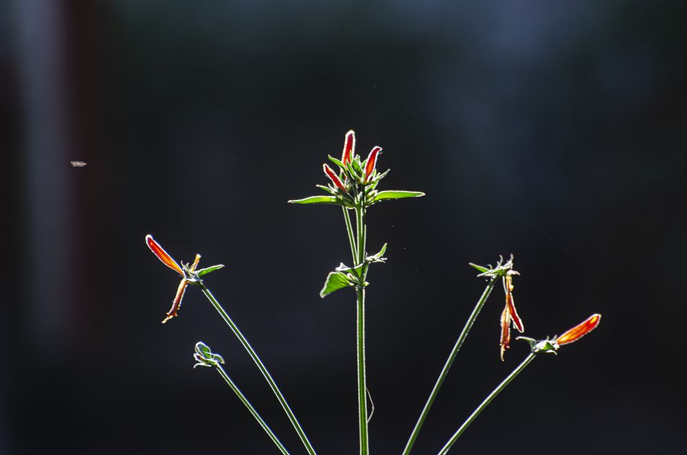 Photograph by ALBA IRIS SOLIS