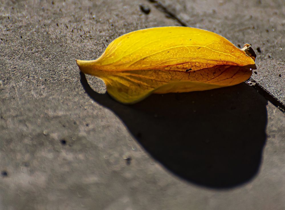 Photograph by ALBA IRIS SOLIS