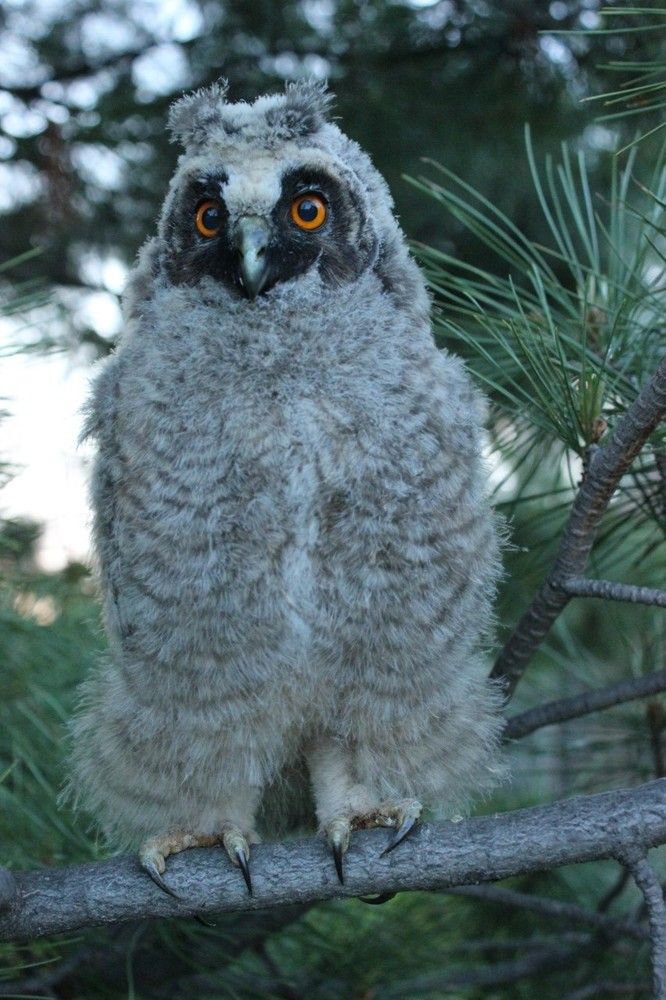 Птенец ушастой совы