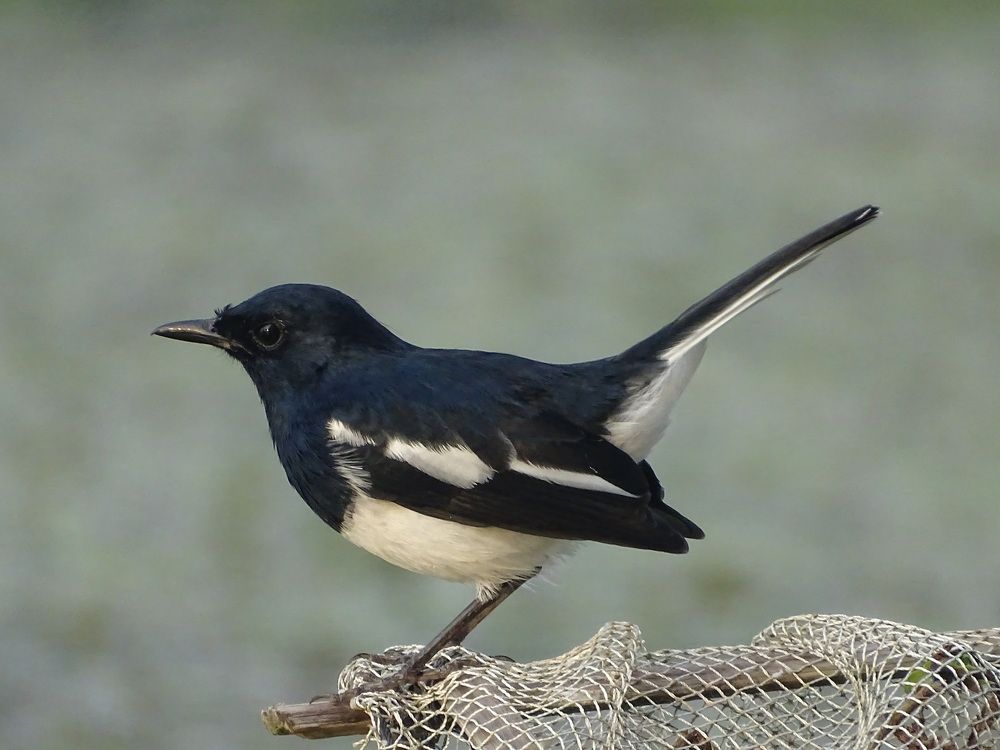 Photograph by Islam Shahidul