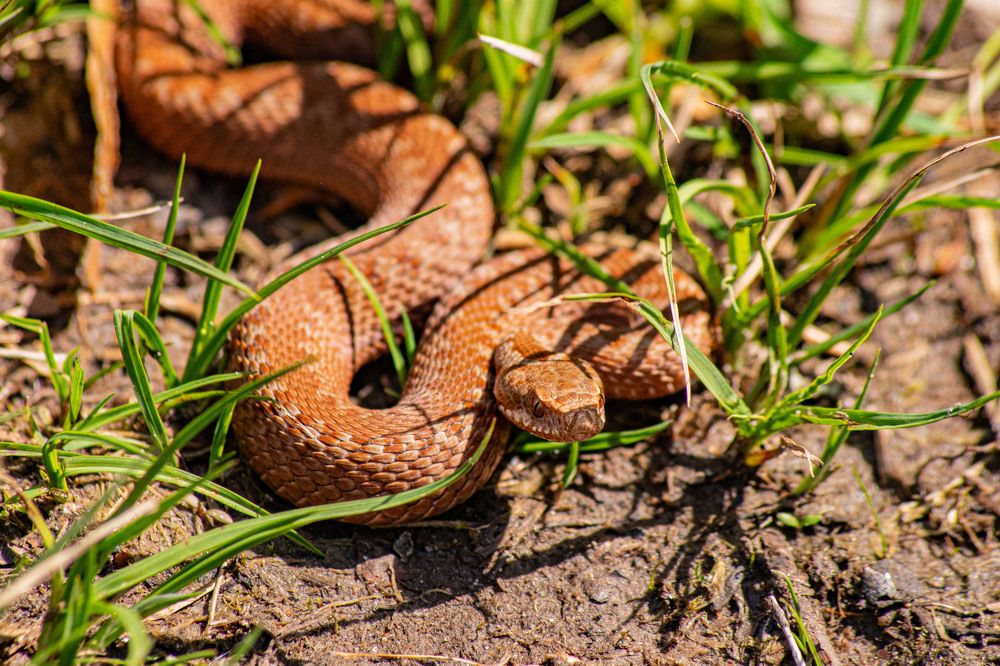 Гадюка обыкновенная необычного окраса...
