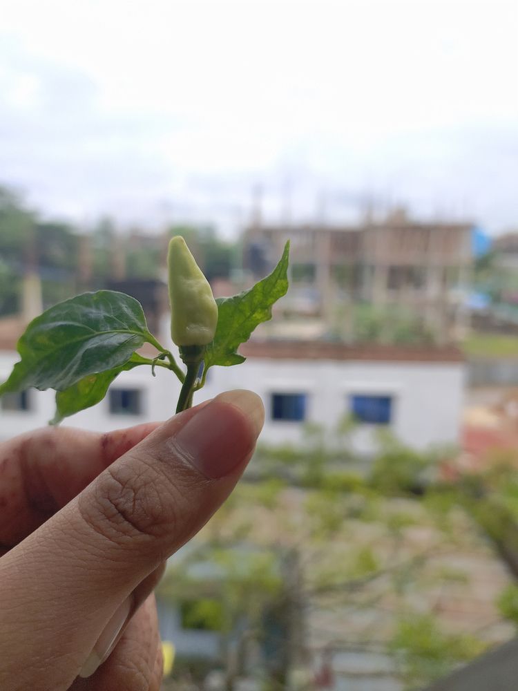 Photograph by Shuchi Islam