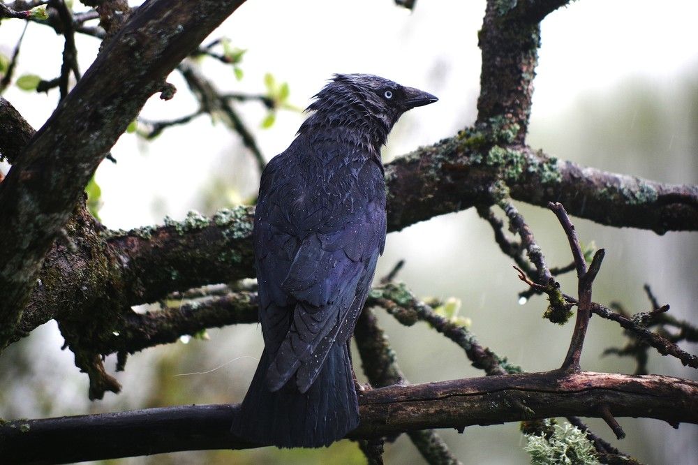 Птица под дождём...