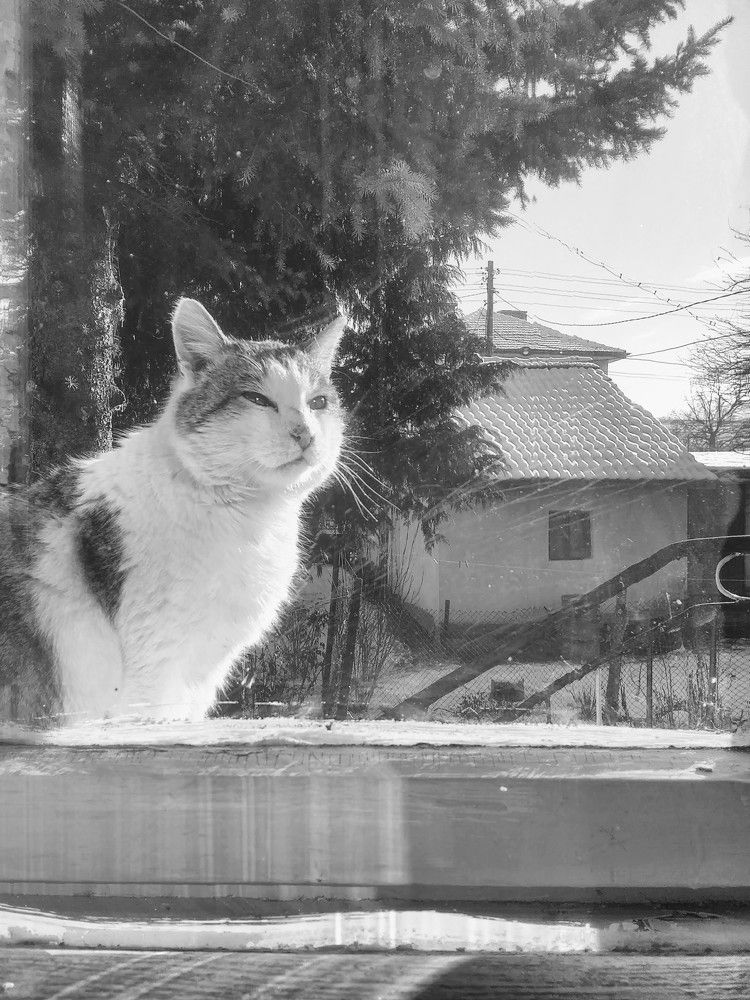 The Cat