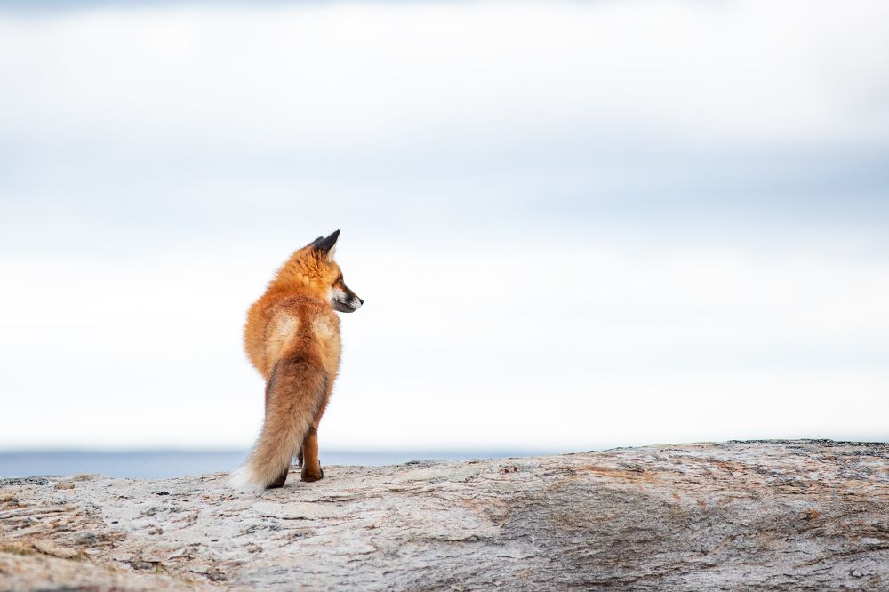 Фотография автора Станислав Казнов