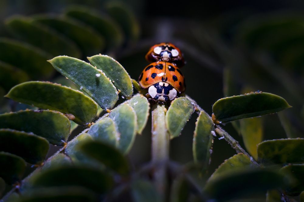 Photograph by Валерий Лейко
