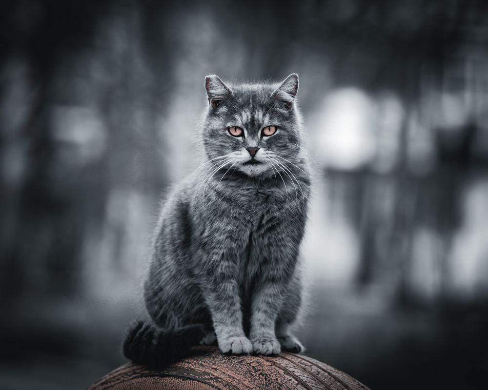 Photograph by Вюсал Асадов