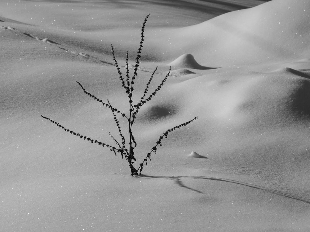 Зимняя графика