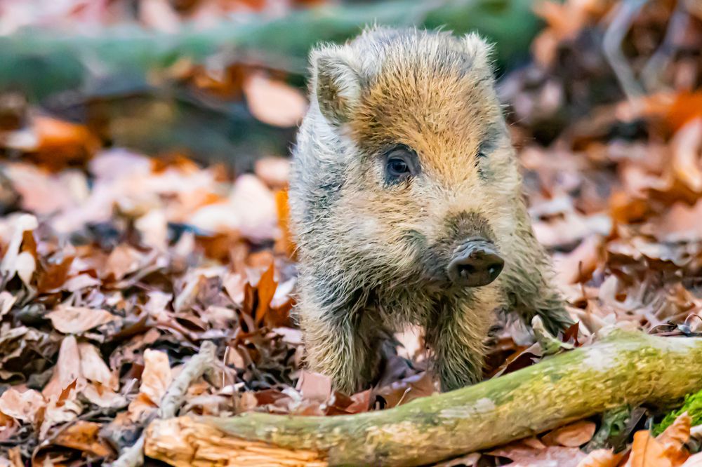 Young boar in the woods