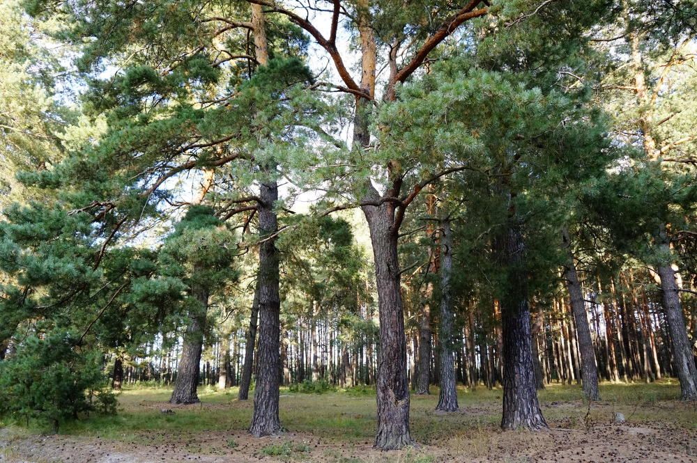 Photograph by Гала Дейк