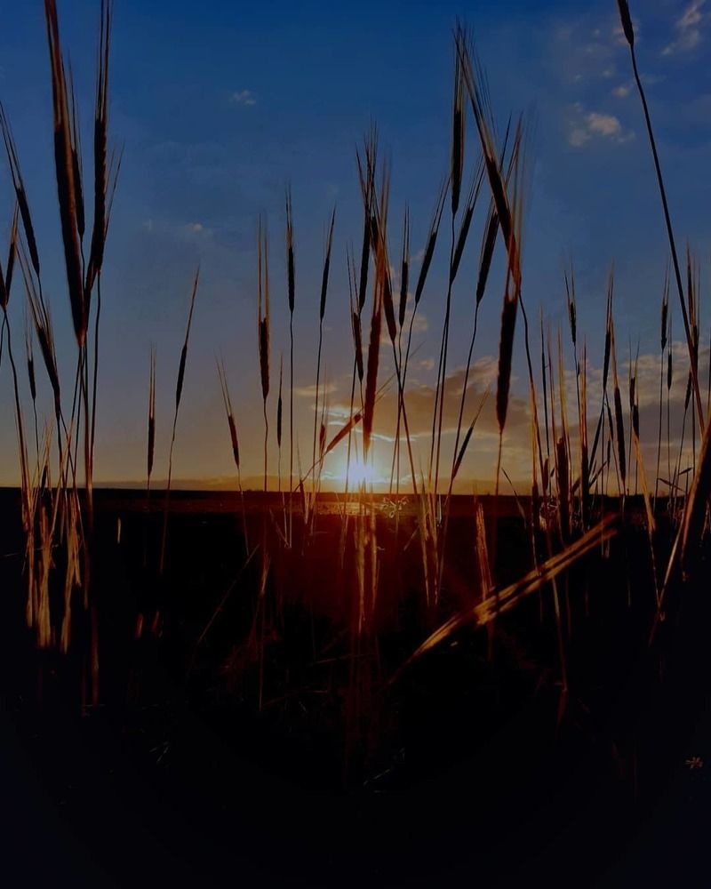 Photograph by Sarah Pouryousef